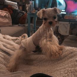 STETSON - Maltese