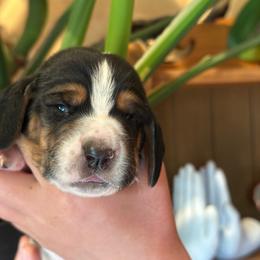Boy 1 - Black brown and white male Basset Hound puppy in Lindley, New York from Hill Top Basset Hounds & Cane Corso