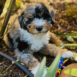 Bernedoodle puppies from Golden State Good Dogs