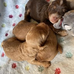 Australian Labradoodle and Double Doodle Puppies from Little Kingdom Doodles