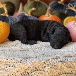 Bernedoodle Puppies from Creekside Doodles