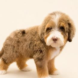 Reese - Chocolate merle female Bernedoodle puppy in Temecula, California from Country Hills Doodles