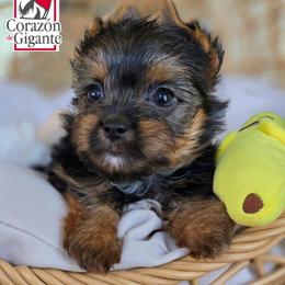 Jade - Black and tan female Yorkshire Terrier puppy in California from Corazon de gigante