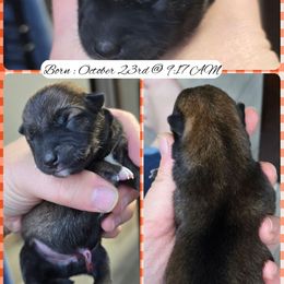 Boy 1 - Sesame male Shiba Inu puppy in Jackson, Ohio from Starlight Shibas