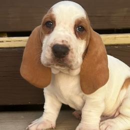 Basset Hounds and Beagles from C & L Beagles and Bassets