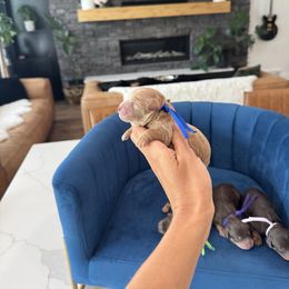 Boy 1 - Red male Yorkipoo puppy in Pleasant View, Utah from Anchor Dogs