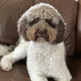 Maggie - Labradoodle
