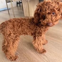 Mars, Red Planet of Garden of Poodles - Red  male Poodle puppy in Corona, California from Garden Of Poodles
