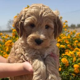 Isaiah - Apricot male Goldendoodle puppy in Tonopah, Arizona from DJ’s Doodles