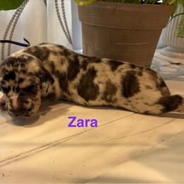 Zara - Merle female Great Dane puppy in Aldie, Virginia from High Point Mountain Danes