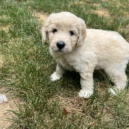 Goldendoodle Puppies from Ellie's Goldendoodles