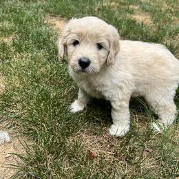 Goldendoodle Puppies from Ellie's Goldendoodles