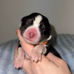 Sterling - Black tri-color male Australian Shepherd puppy in Anniston, Alabama from All Hale Aussies