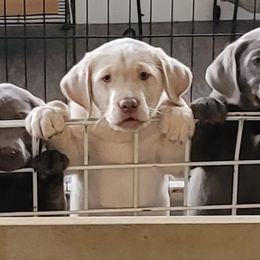 Dilute Retriever and Labrador Retriever Puppies from SmoKy Hills Labradors