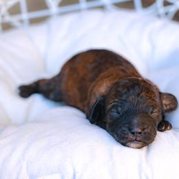 Black collar - Brindle female Poodle puppy in Edmond, Oklahoma from The Redbud Roost