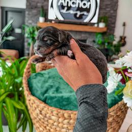 Bernedoodle, Cavapoo, Cavapoochon, Goldendoodle, Poodle, and Yorkipoo Puppies from Anchor Dogs
