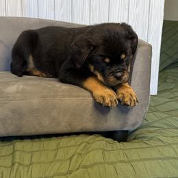 Yellow girl - Black and mahogany female Rottweiler puppy in Reno, Nevada from Vom Haus Flores