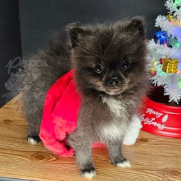 Pepper's The Fate of Ophelia - Ophelia - Blue female Pomeranian puppy in Plant City, Florida from Pepper's Pomeranians