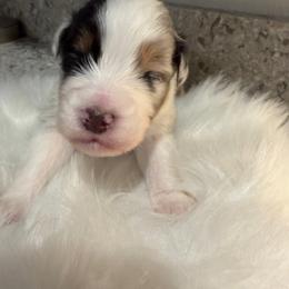 BMM1 - Blue merle male Australian Shepherd puppy in Manchester, Iowa from Lone Willow Aussies