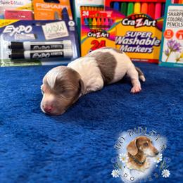Elmer - Gray (blue) male Dachshund puppy in Clarksdale, Mississippi from Bo Didley's Doxies