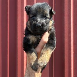 Dixie (orange collar) - Black and red female German Shepherd puppy in Union City, Ohio from God’s Gifts German Shepherds