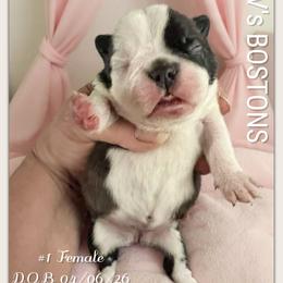 Girl 1 - Black and white female Boston Terrier puppy in North Central, Vermont from Windy Valley’s Bostons