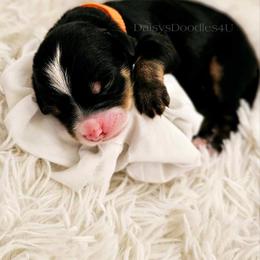 Bernedoodle Puppies from Daisy's Doodles