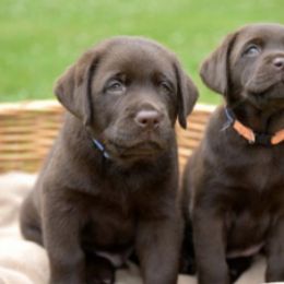 Labrador Retrievers from Maplewood Acres Labradors