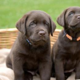 Labrador Retrievers from Maplewood Acres Labradors