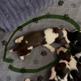 Maple - Liver white and tan female English Springer Spaniel puppy in Sonora, California from Sonora Hills ESS