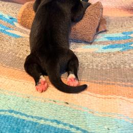 Yellow collar girl - Mantle female Great Dane puppy in Centennial, Colorado from Vanmar Great Danes of Colorado