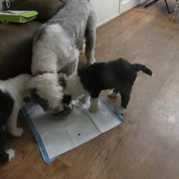Old English Sheepdog Puppies from Gabriela Moreno's Old English Sheepdogs