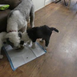 Old English Sheepdog Puppies from Gabriela Moreno's Old English Sheepdogs