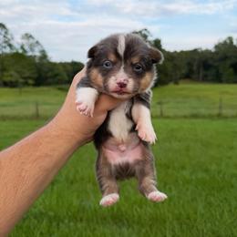 Zuki - Blue male Pembroke Welsh Corgi puppy in Inverness, Florida from Canaan Farm Corgis