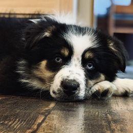 Miniature Australian Shepherds from RLM Mini Australian Shepherds