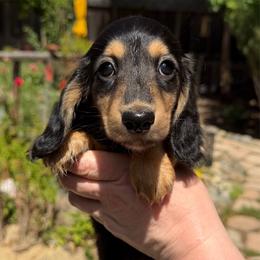 Girl 1 - Black and tan female Dachshund puppy in Santa Rosa, California from Signature Mini Dachshunds