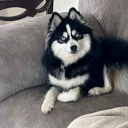 Starr - Pomsky
