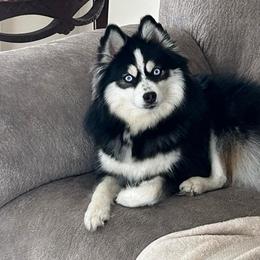 Starr - Pomsky