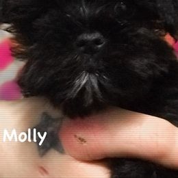 Miniature Schnauzers from Tabatha Hovey's Miniature Schnauzers