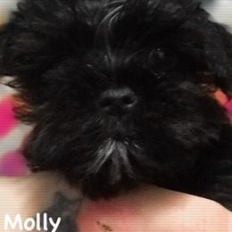 Miniature Schnauzers from Tabatha Hovey's Miniature Schnauzers
