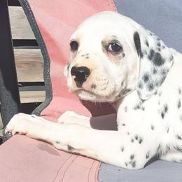 Charlie (Hot Pink Collar Female) LUA - White and black female Dalmatian puppy in Raymondville, Missouri from Wagner's Dalmatian's