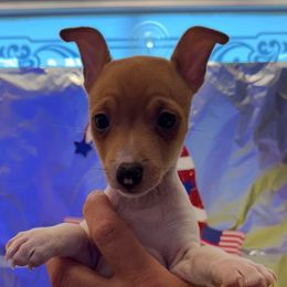 Ginny pup 1-A - White and tan male Toy Fox Terrier puppy in Clermont, Florida from Debbie Hiles's Toy Fox Terriers