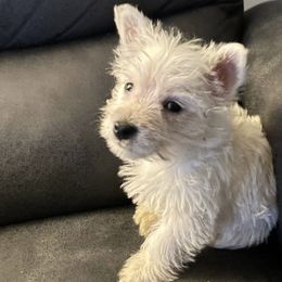 Poodle and West Highland White Terrier Puppies from JJs Puppies of the Carolinas