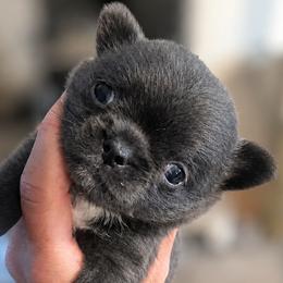 Cane Corso and Chihuahua Puppies from Royalty Kennels