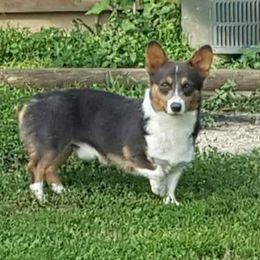 Oz - American Corgi