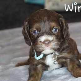 Winston - Brown and tan male Cockapoo puppy in Perry, Arkansas from Parker's Cockapoos