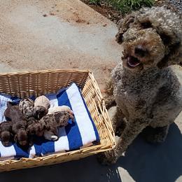 Labradoodle puppies from Harvest Sky Kennels