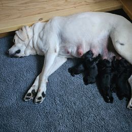 Labrador Retriever puppies from Lakeside Labs