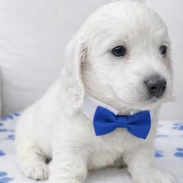 Drake Cream (No breeding homes allowed) - Cream male Dachshund puppy in Fayetteville, North Carolina from RRD