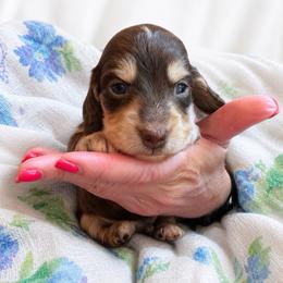 Boy 1 - Chocolate and cream male Dachshund puppy in Laurel, Mississippi from Kissinger Dachshunds